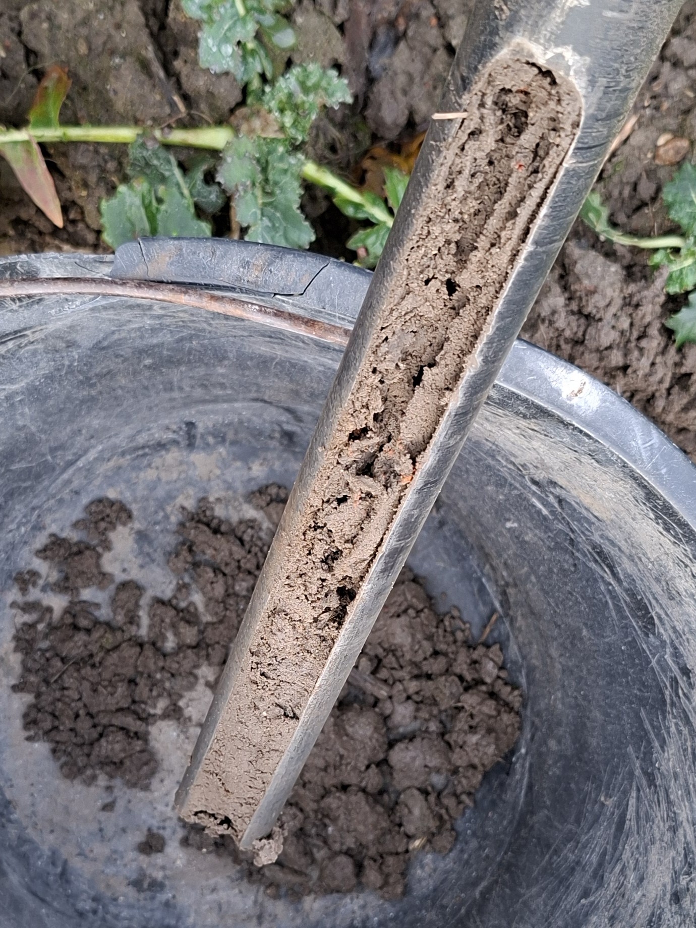 Pr&oacute;bka pierwotna