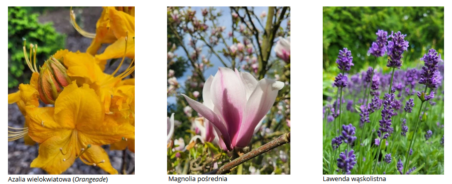 azalia_magnolia_lawenda