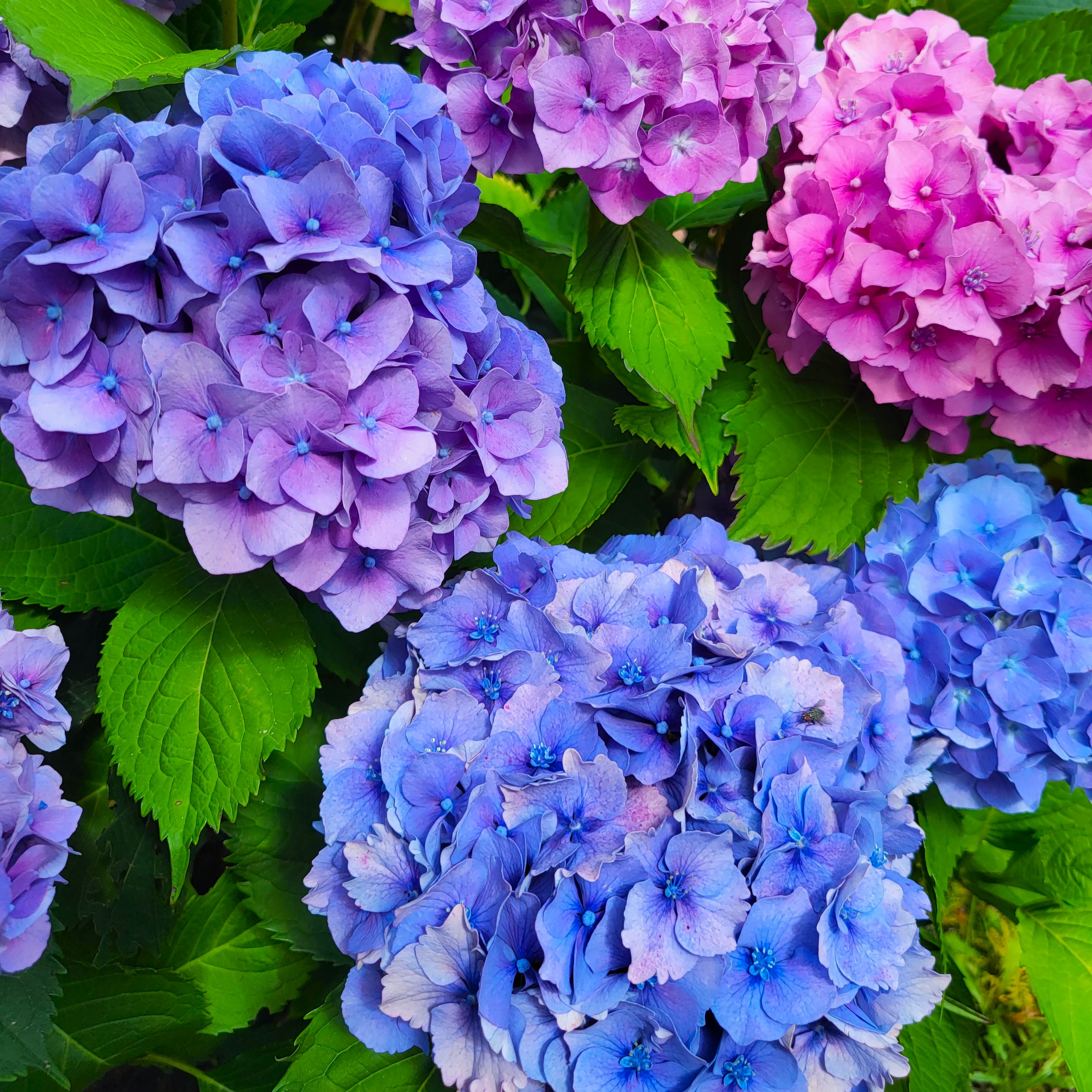 Od analizy gleby do ogrodu marzeń – jak wyniki badań pomagają w uprawie roślin ozdobnych